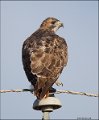 _5SB6017 red-tailed hawk